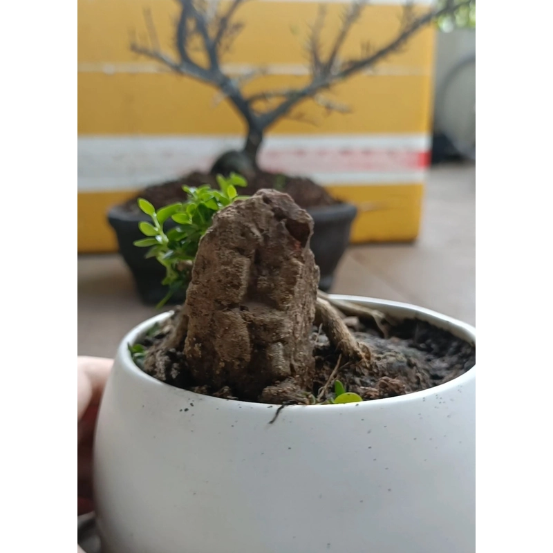 Sam hương ôm đá siêu mini 446280