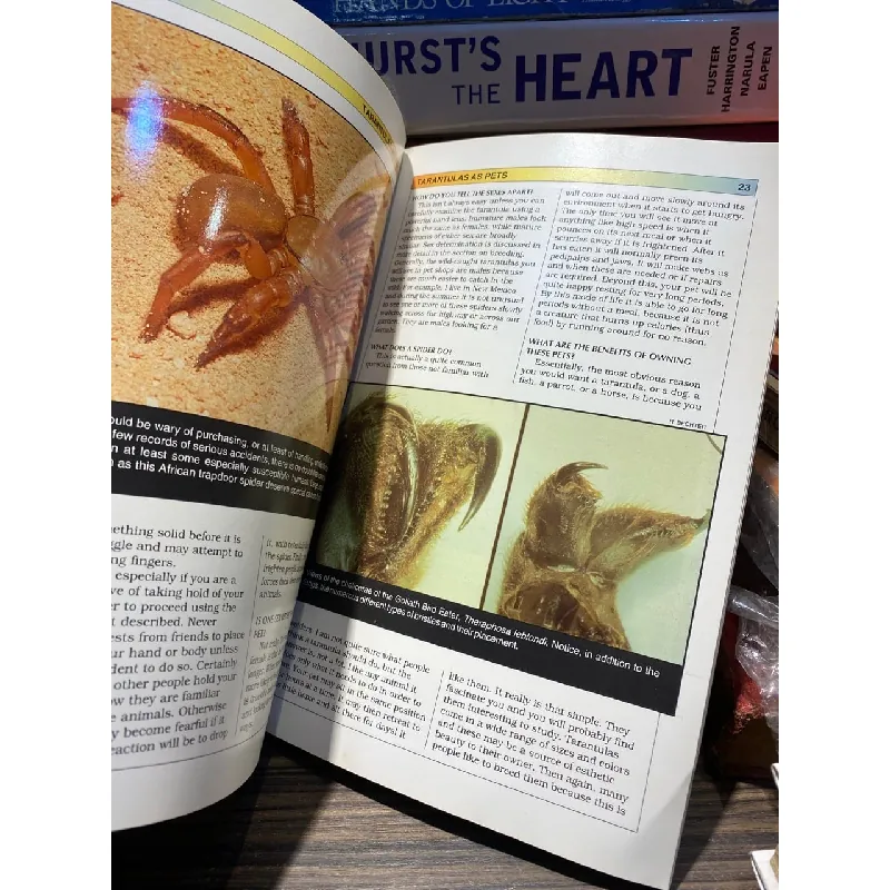 Tarantulas and Scorpions - Waybe Rankin 726819