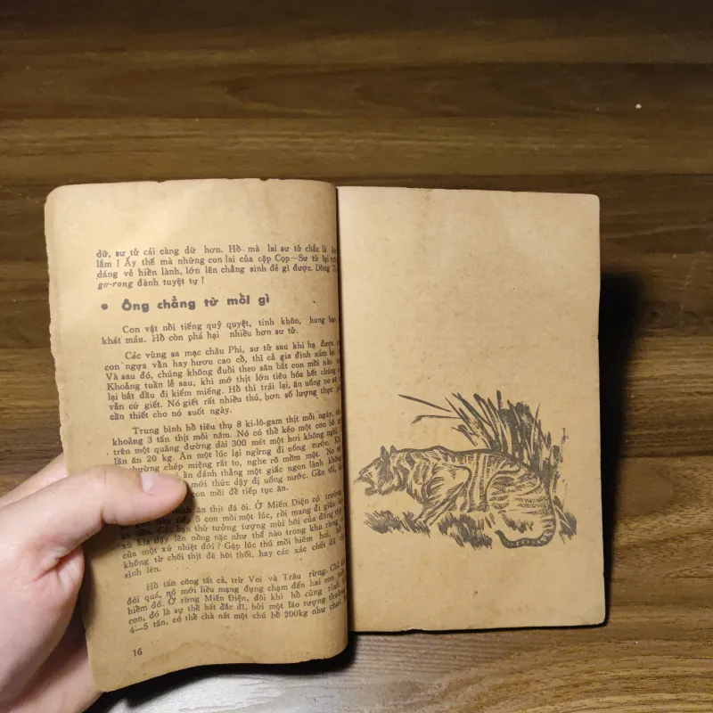 Các Con Vật Trên Rừng Dưới Biển - Đoàn Giỏi 1022201