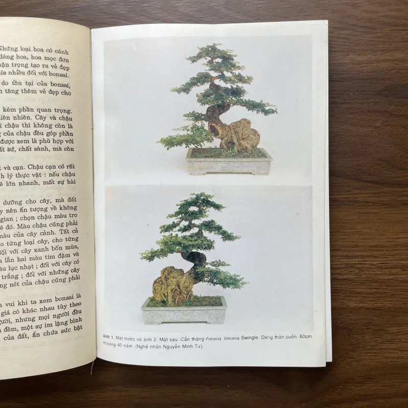 Bonsai 🌿🌿 961565