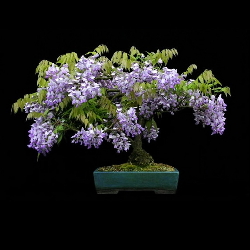 Hạt giống Bonsai hoa tử đằng – Bịch 10 hạt – Mã số 1434 213118