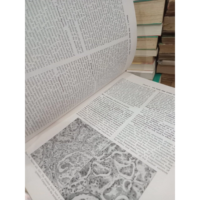 Textbook of pathology with clinical application - Stanley L. Robbins 969739