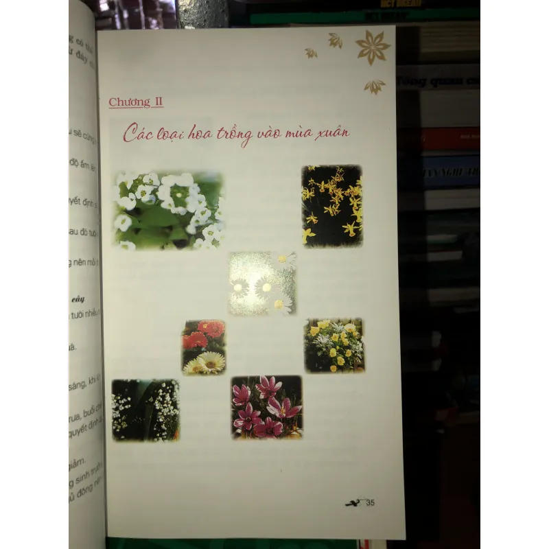 Phương pháp trồng 100 loài hoa trong chậu - Lưu Chí Tùng 785795