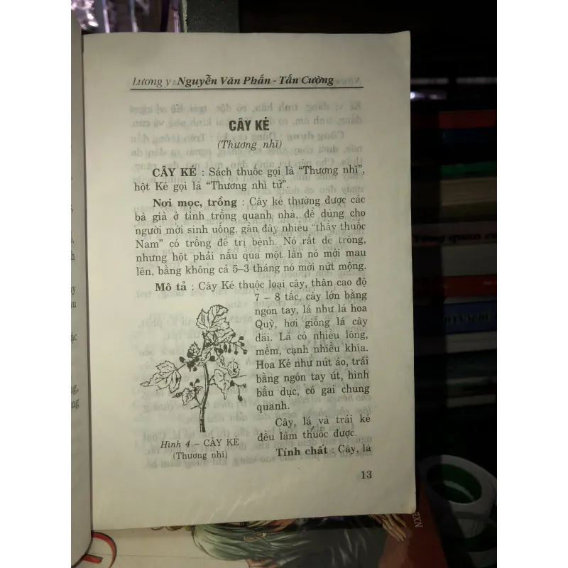 Những cây thuốc nam thông dụng dễ tìm và các bài thuốc gia truyền 781061