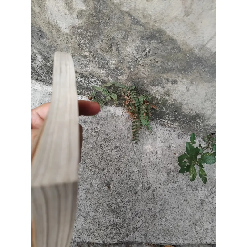 Những kiếp hoa dại của Vương Trí Nhàn  1026224