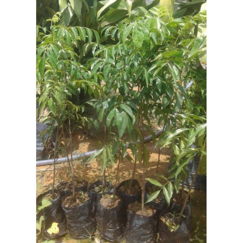 Cây mắc mật giống, chiều cao 30-40cm 501663