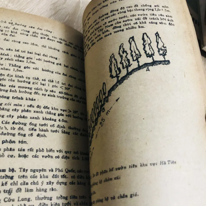 KỸ THUẬT TRỒNG TIÊU 956884