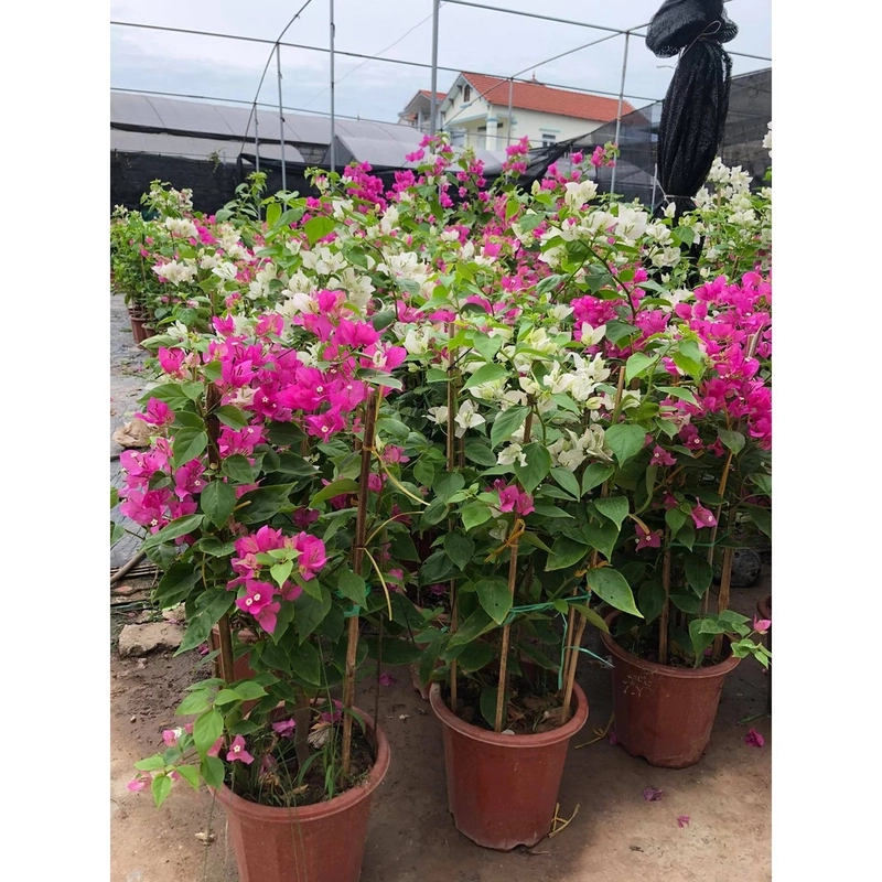 Hoa giấy màu hồng tím 446043