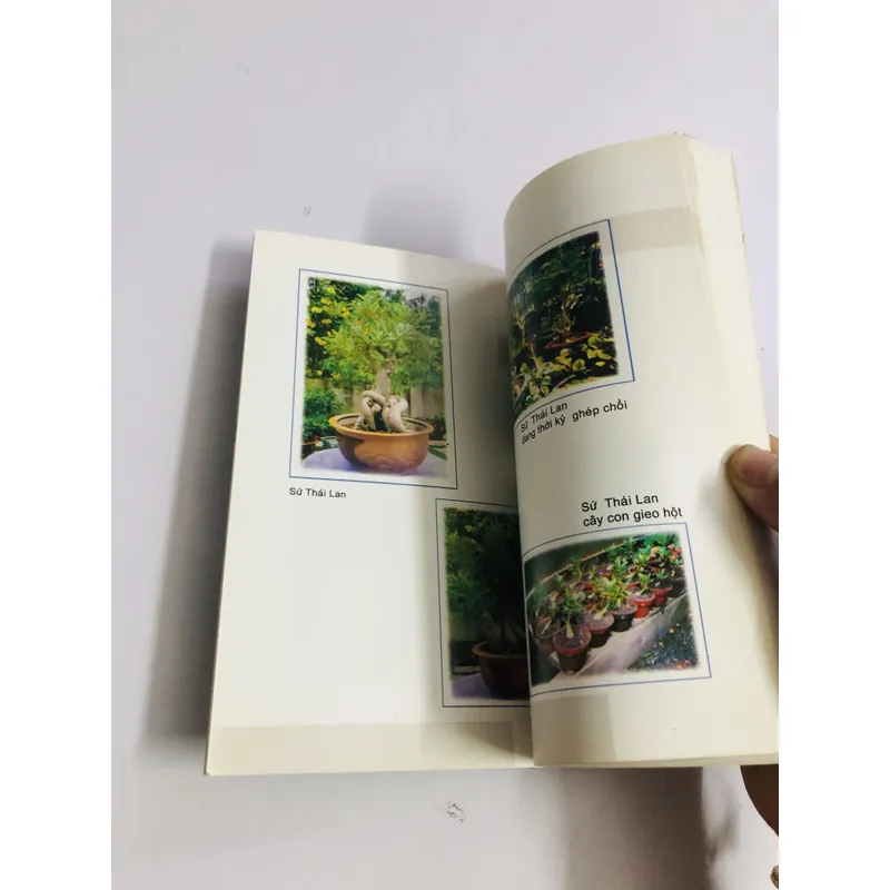 KỸ THUẬT TRỒNG & KINH DOANH KIỂNG XƯƠNG RỒNG, XƯƠNG RỒNG BÁT TIÊN, SỨ THÁI LAN  595103