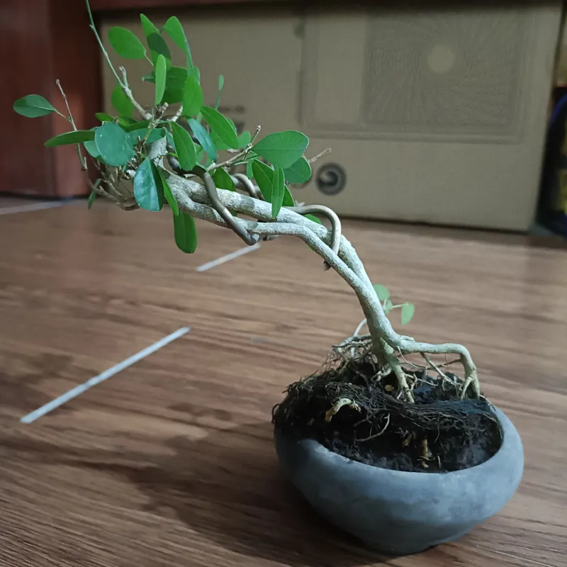 Linh sam văn nhân siêu mini [Bonsai siêu mini để bàn] 563900