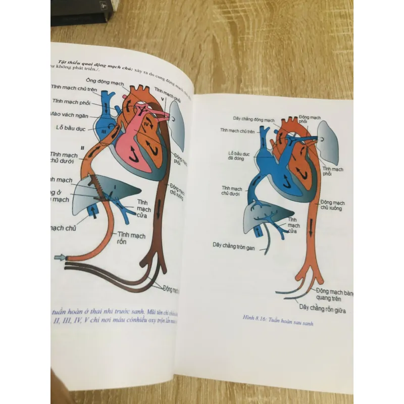 PHÔI THAI HỌC  1013029