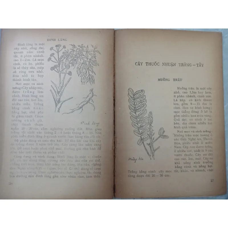 CÂY THUỐC GIA ĐÌNH 588890