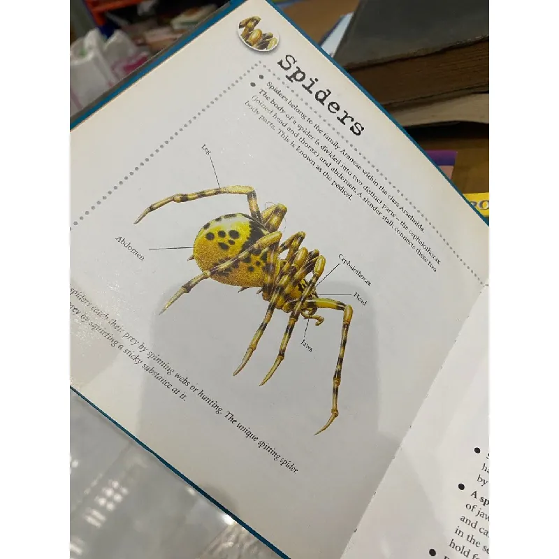 Bulletpoints about Animals 563589