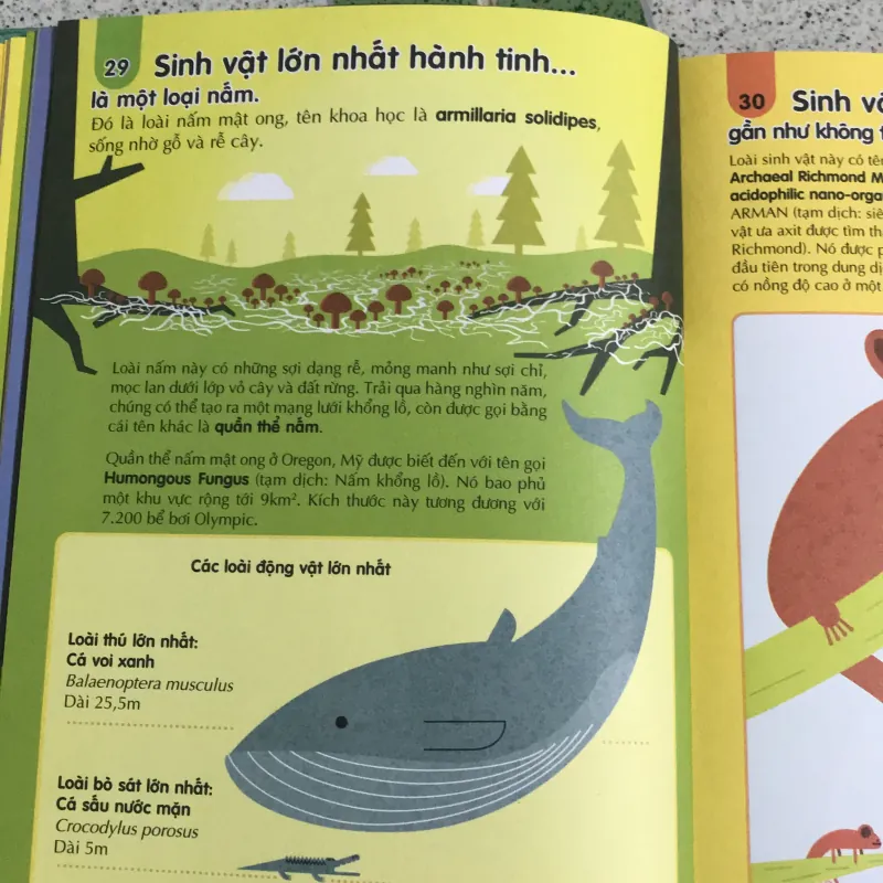 Combo 2 cuống 100k  1031149