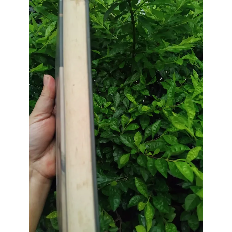 Du ngoạn vòng quanh châu Á trên lưng ngựa của Công tước Viazemski 1020852