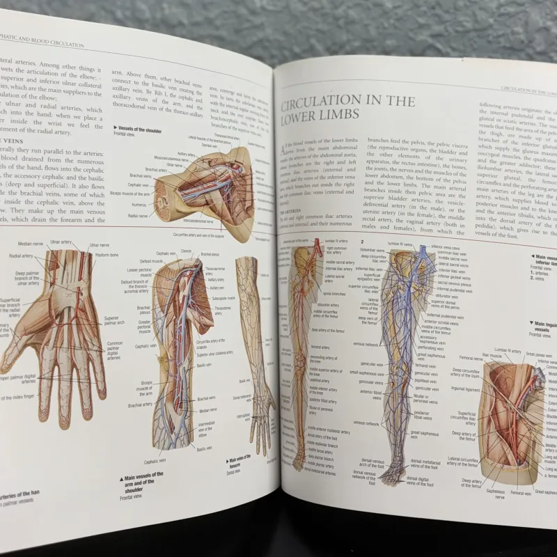 Atlas of Anatomy - Giải phẫu học 971633