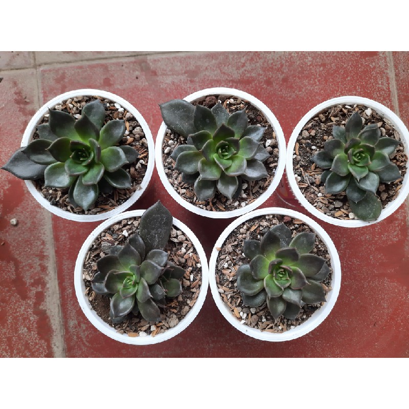 05 cây sen đá đế vương xanh 67045