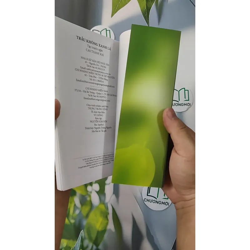 Trầu Không Xanh Lá - Cao Thanh Mai 798319