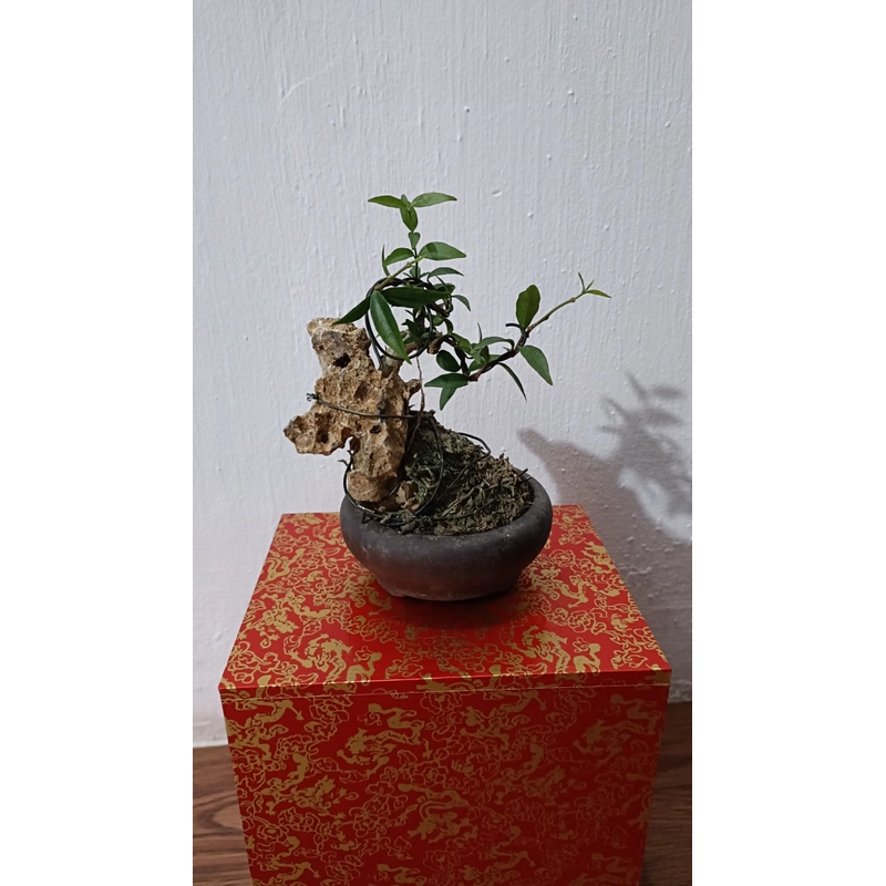[Ảnh thật] Mai chiếu thủy siêu mini ôm đá để bàn [Bonsai mini] [Bonsai siêu mini] [Bonsai] 456176