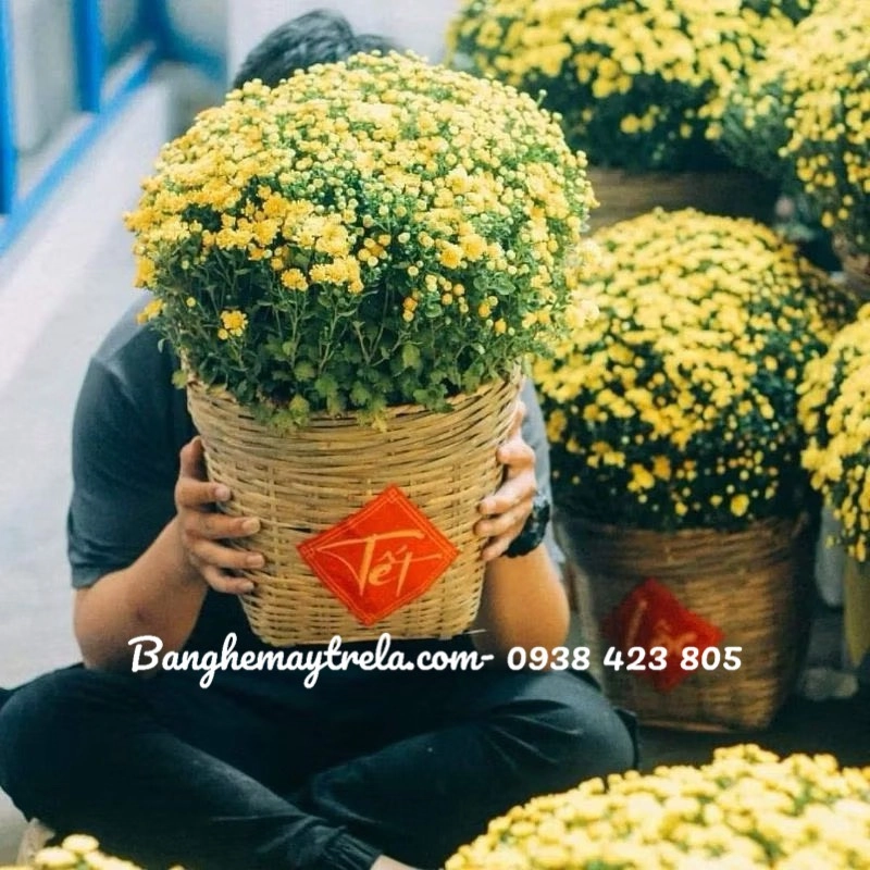 Giỏ cần xé 454326