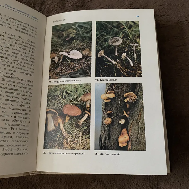 Thu hoạch và chế biến nấm 605073