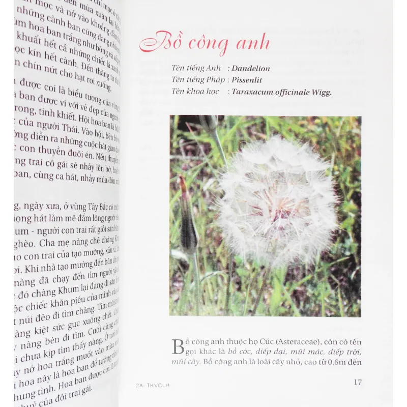 Truyện kể về các loài hoa 396532