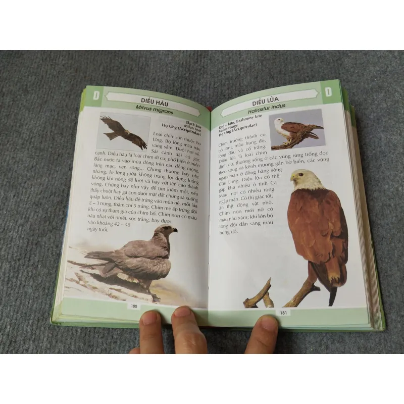 TỪ ĐIỂN TRANH VỀ CÁC LOÀI CHIM 719833