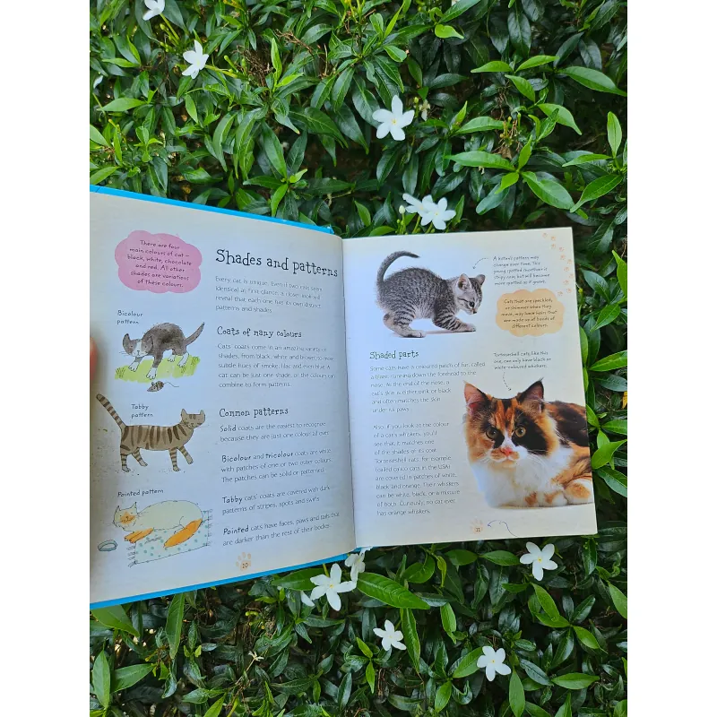 Cats and Kittens 995238