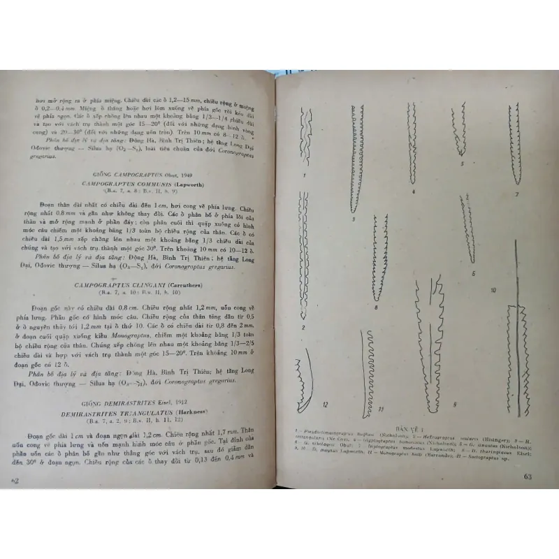 HÓA THẠCH ĐẶC TRƯNG Ở MIỀN BẮC VIỆT NAM 687720