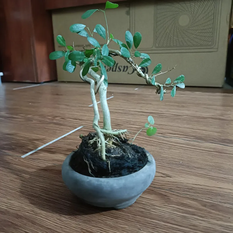 Linh sam văn nhân siêu mini [Bonsai siêu mini để bàn] 563900