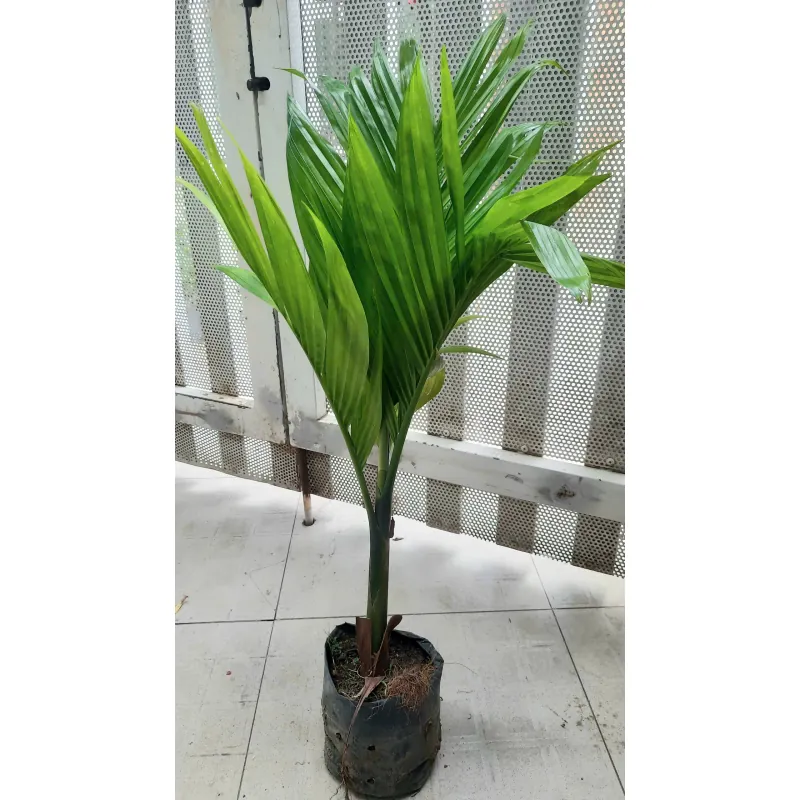 Cây cau lùn như hình 760972