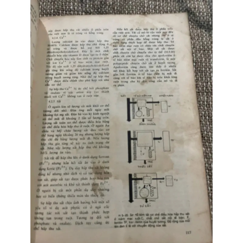 Sinh lý học, in năm 1991, Đại học Y dược Tp Hồ Chí Minh 1021241