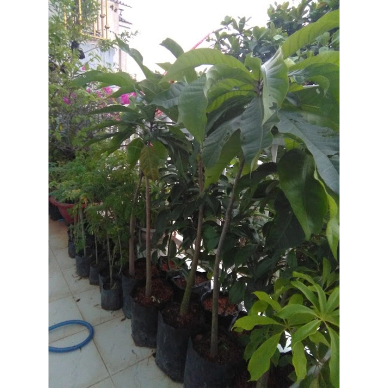 Cây giống lộc vừng hoa to, màu trắng hồng 78126