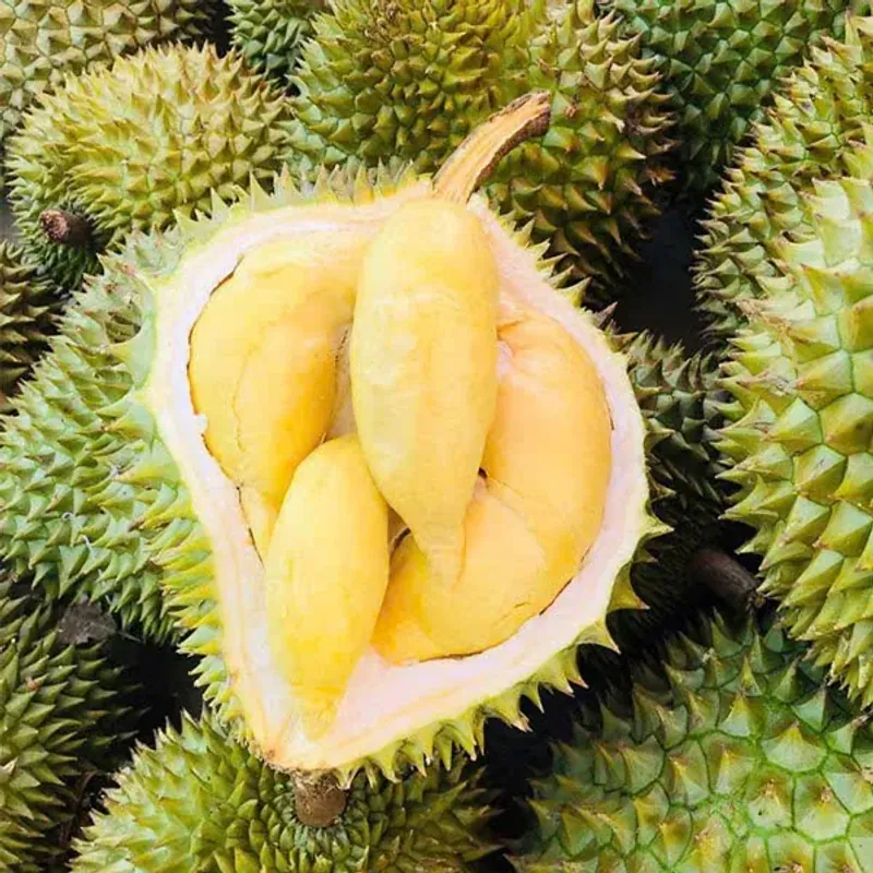 Quả sầu riêng tươi trái cây nhiệt đới màu vàng đậm, vỏ sần sùi, thịt ngọt 735657