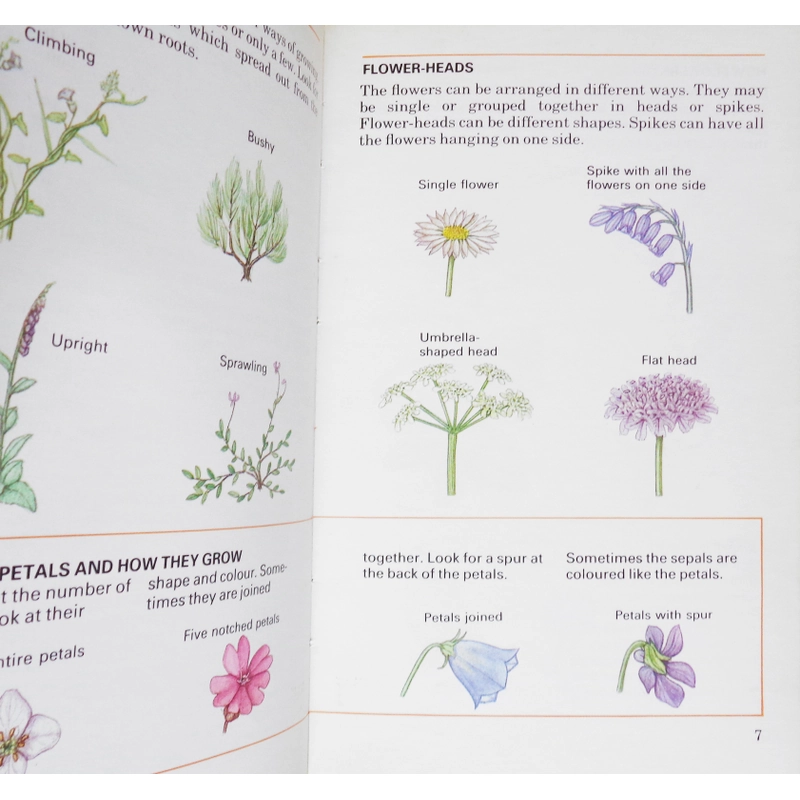 Wild Flowers 448667