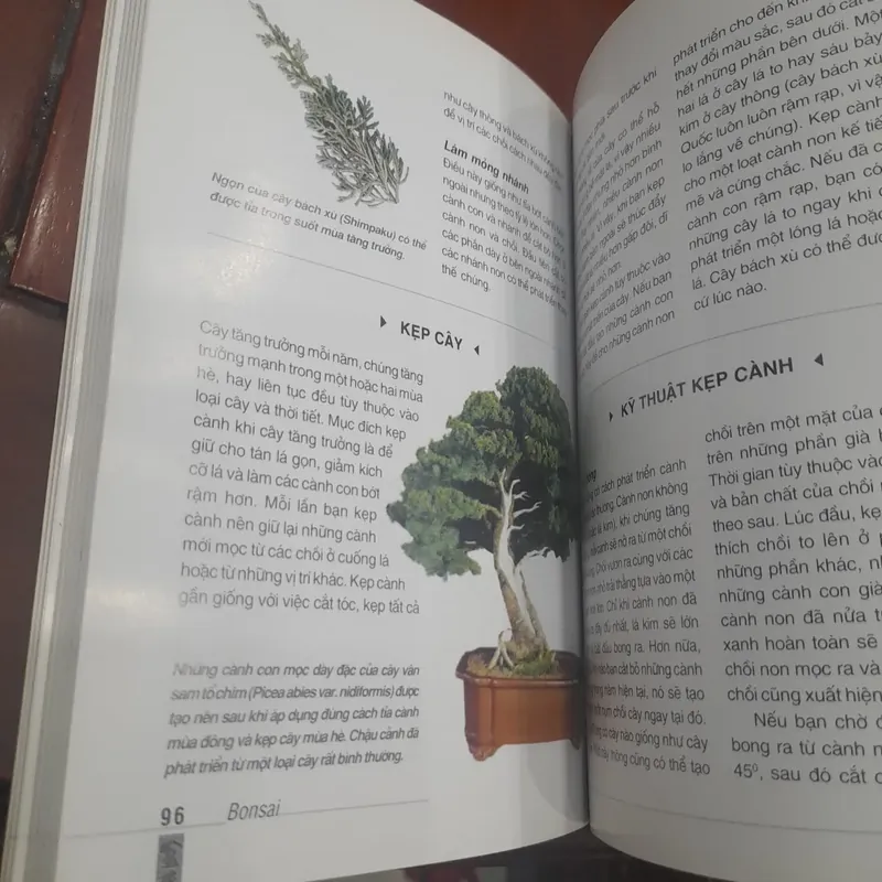 DAVID PRESCOTT - Cẩm nang BON SAI 731233