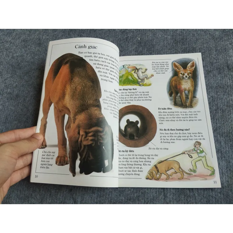 ĐỘNG VẬT CÓ VÚ 559729