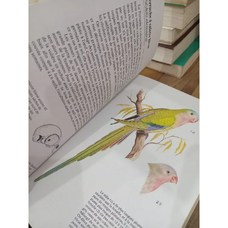 Oiseaux de cage et de volière 696828