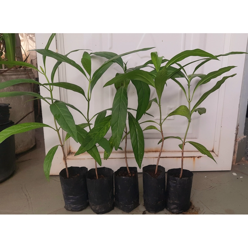 Combo 5 cây nhàu, chiều cao 25cm 504684