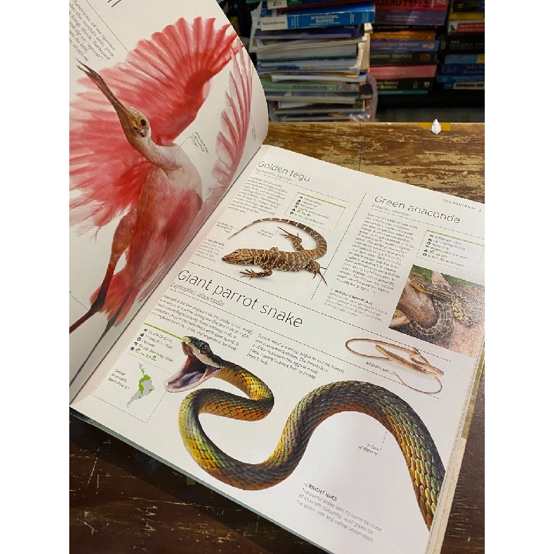 Wildlife of the world 1013762