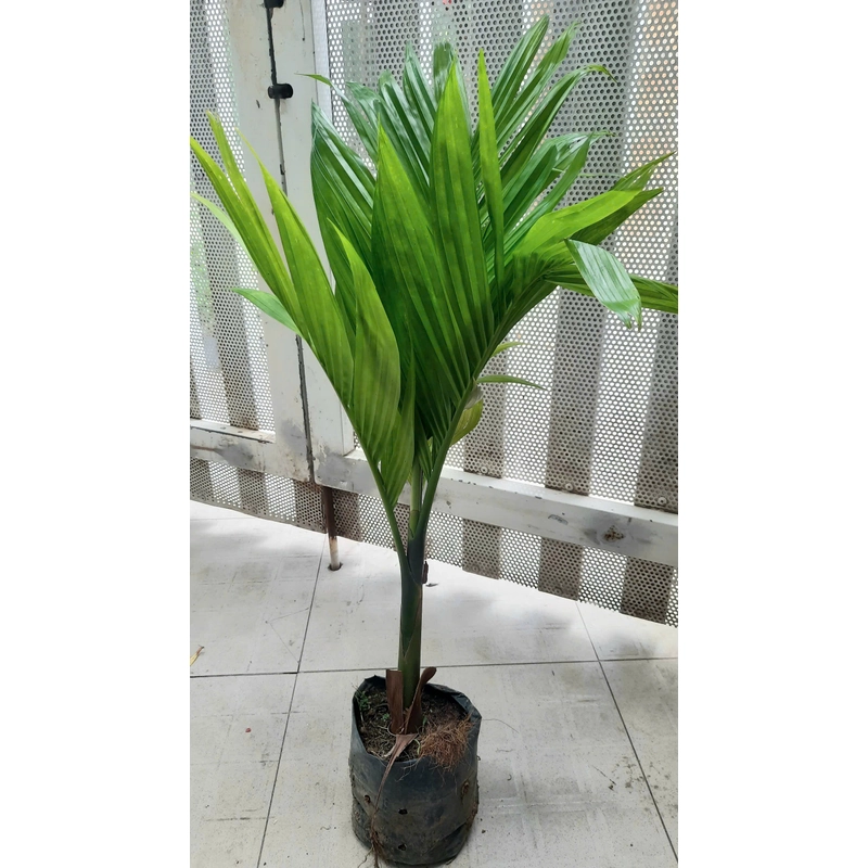 Cây cau lùn, loại ăn trái, cây như hình chụp 501649