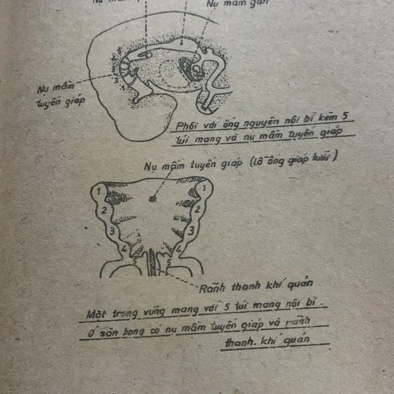 Từ điển bệnh học, Trần Phương Hạnh 709194