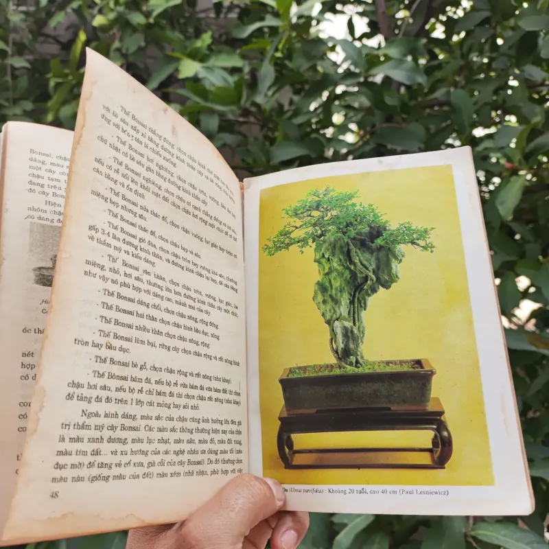 Bonsai Cây Kiểng Cổ - Trần Hợp 925345