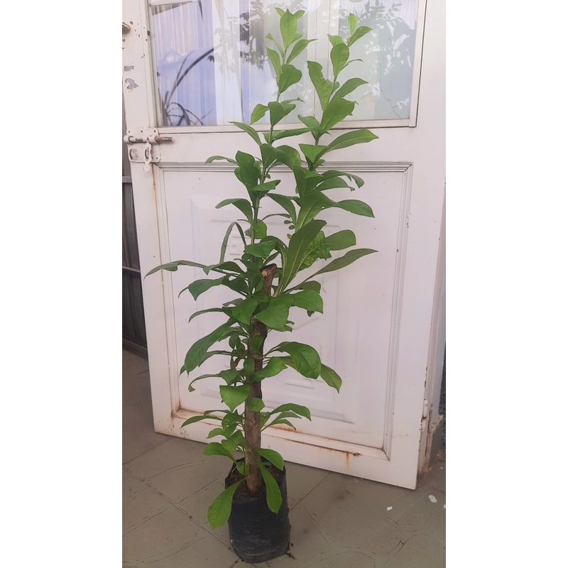 Cây đào tiên, cây như hình, chiều cao 60-80cm 502892