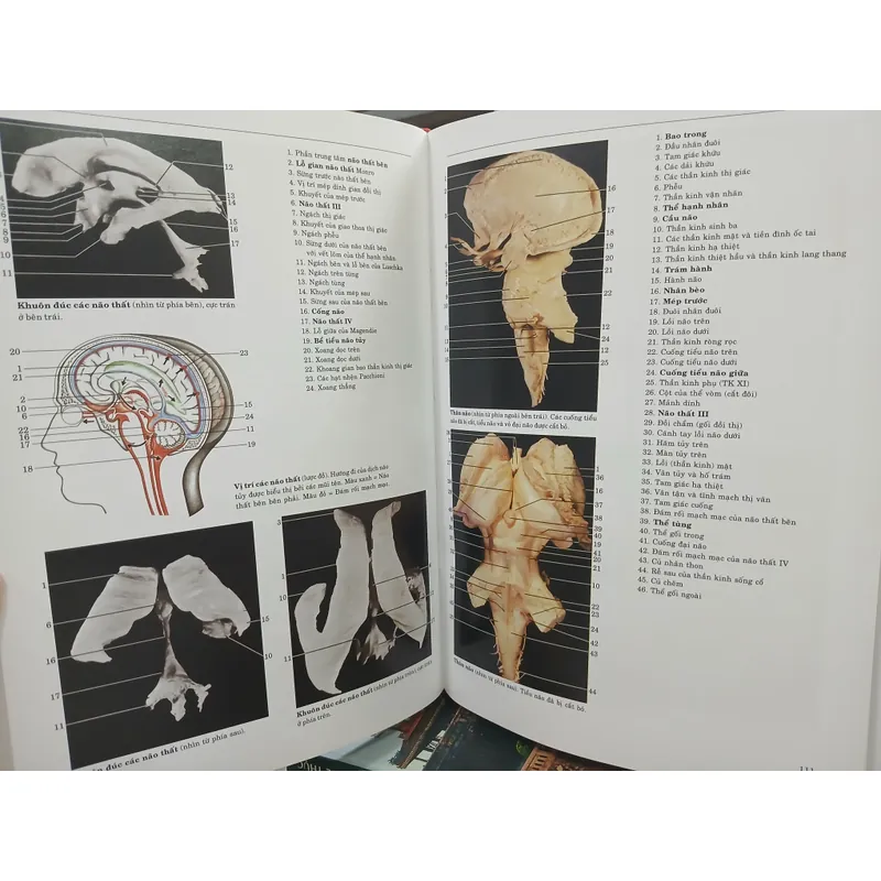 ATLAS GIẢI PHẪU NGƯỜI 592306