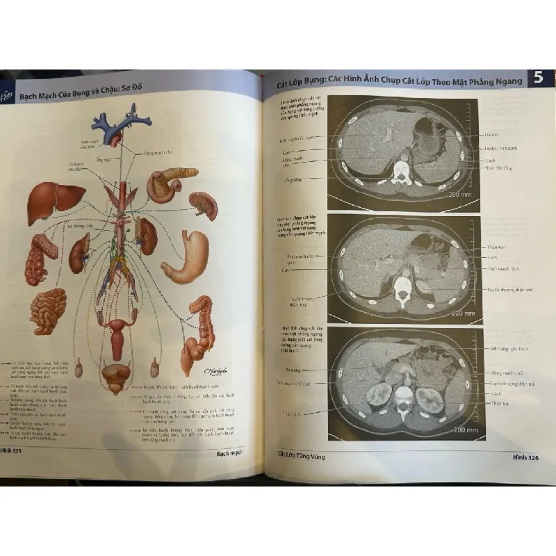 Atlas giải phẫu người - Frank H.Netter,MD 656444