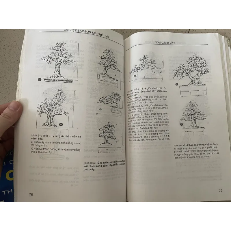 200 Kiệt Tác Bonsai Thế Giới 593874