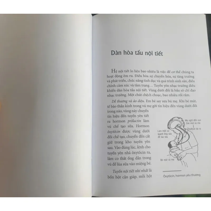 Kỳ Diệu Dàn Điều Hòa Nội Tiết 712080