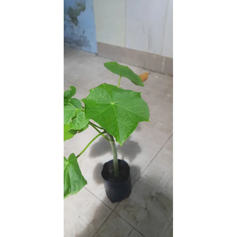 Cây đậu cọc rào, như hình 760975