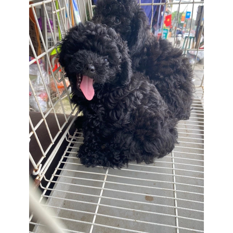 Chó poodle giới tính cái 272975